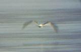 Little Gull - first winter - Reelfoot Lake