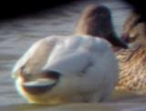 Mallard - male -dilute pl.- tail