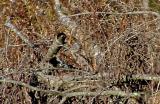 Black-throated Sparrow -Lincoln Co, TN