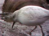 Least Sandpiper - leucistic - 12-3-05 -