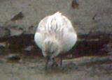 Least Sandpiper - leucistic - 12-3-05 -