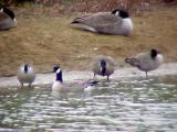 Cackling Geese - Shelby Farms - 12-14-05