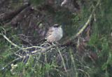 Golden-crowned Sparrow - 12-26-05