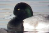 Greater Scaup - 12-6-06 adult male