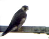 Peregrine Falcon - adult male  1-28-06.jpg