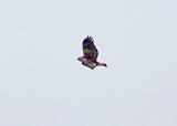 Red-tailed Hawk - adult rufous morph - 1-29-06 back