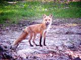 Red Fox - Memphis - Arlington Rd -