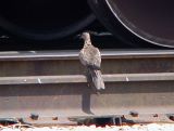 Mourning Dove -Hybrid  - 7-22-06