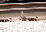 Mourning Dove -Hybrid  1- 7-22-06