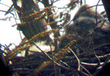 Great Horned nest - Tunica 3-2-08