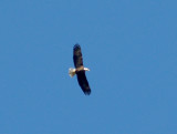 Bald Eagle - adult Robco Lake 3-2-08