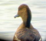 Fulvous Whistling-Duck - 5-18-08