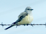 Western Kingbird - 5-26-08 hybrid female