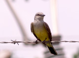 Western Kingbird - 5-31-08 - Levee Road