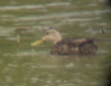 Mottled Duck -- 6-7-08 Presidents Island