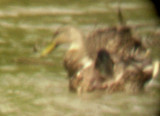 Mottled Duck - female -6-7-08
