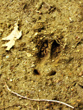 What animal made this footprint?