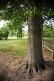 The Foot of a Tree