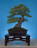 Pinus thunbergii, 21 inches