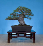 Pinus thunbergii, 15 inches