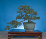 Pinus thunbergii, 27 inches