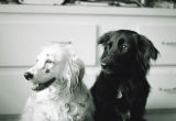 B&W Dogs in B&W