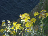 Flowers Over Cliff