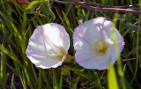 San_Diego_Morning_Glory.jpg