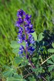 Lupinus_albifrons_Bush_Lupine.jpg