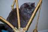 Felis_catus_Smokey.jpg