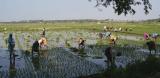 Women harvesting rice