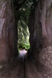 Vie Cave,  Etruscan path near Sovana 6751
