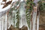 frozen ferns