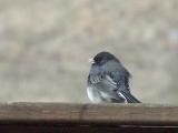 dark-eyed junco