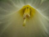 daffodil up close