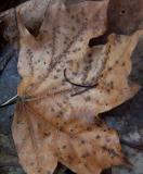 brown maple leaves