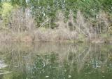 pond side
