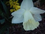 shaded white daffodil
