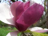 pink magnolia