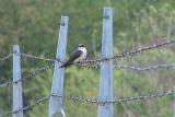 swallow on barbed wire