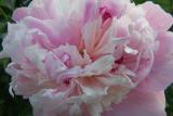 hybrid peony