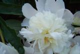 lacey white peony