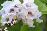 summer blooming tree