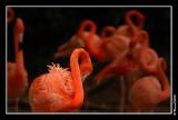 Flamingos 07