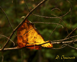 Lumière d'automne - Fall Light