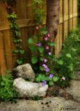 Arbre et gloires  -Morning glories on tree