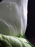 Lysianthus