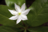 Trientalis Borealis