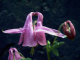 Ancolie rose 2 - Pink columbine 2