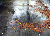 Pluie d' automne - Fall rain